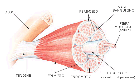 anatomia muscolo-scheletrico