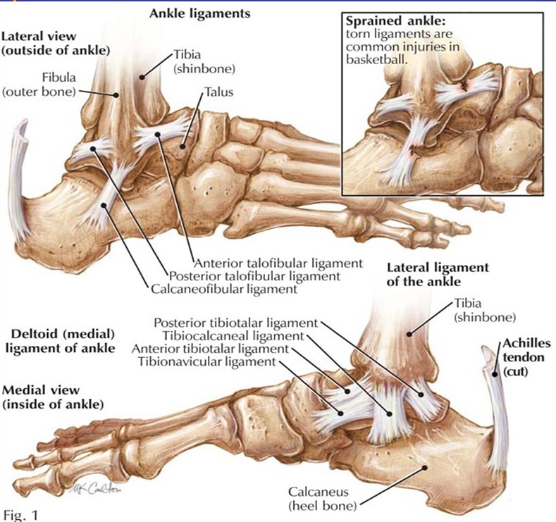 Caviglia Anatomia
